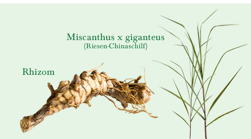 miscanthus